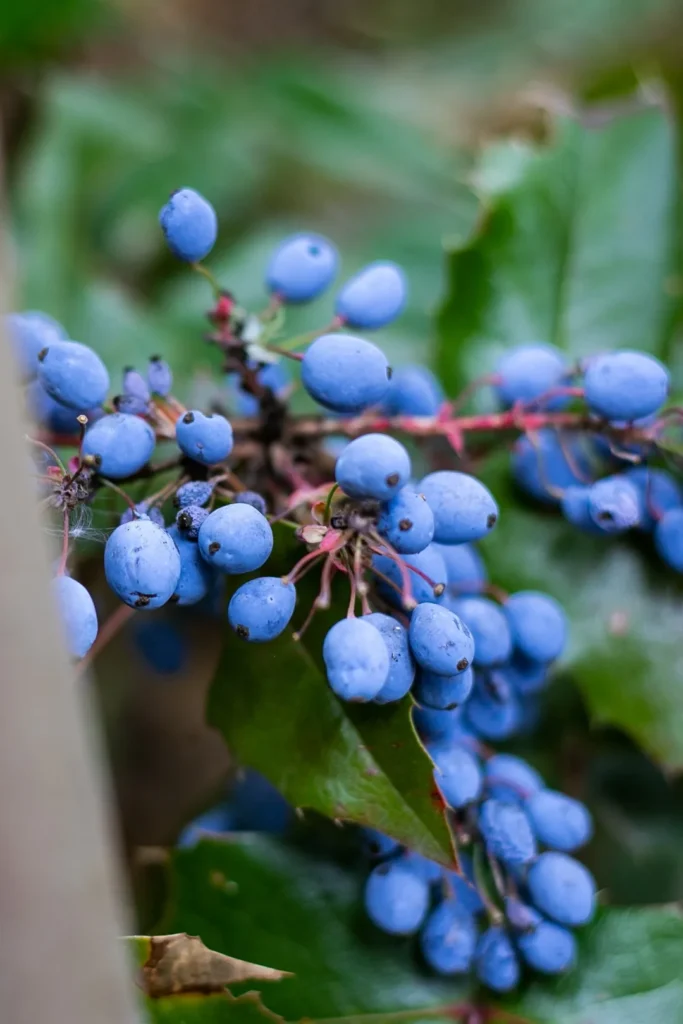 Blueberries by the Adams River