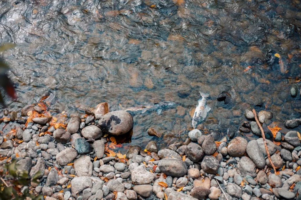 Salmon jumps on rocks near Adams River