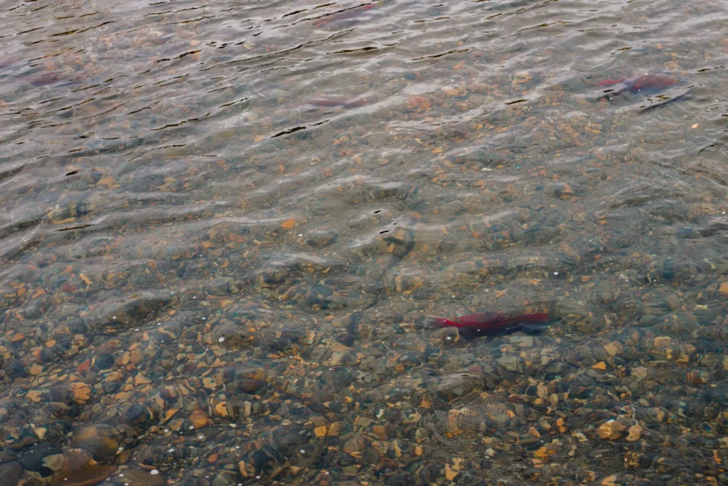 Sockeye salmon run