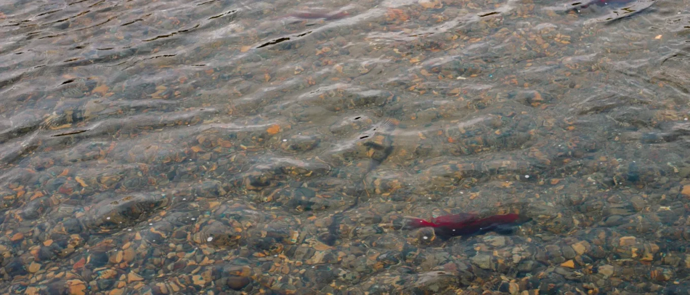 Sockeye salmon run