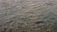 Sockeye salmon run